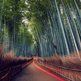 forest